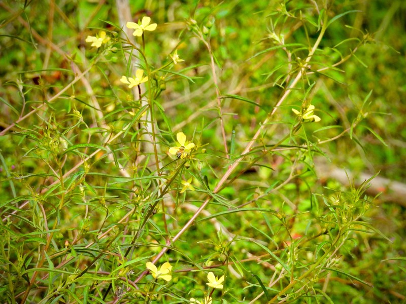 Ludwigia octovalvis subsp. octovalvis photo 6