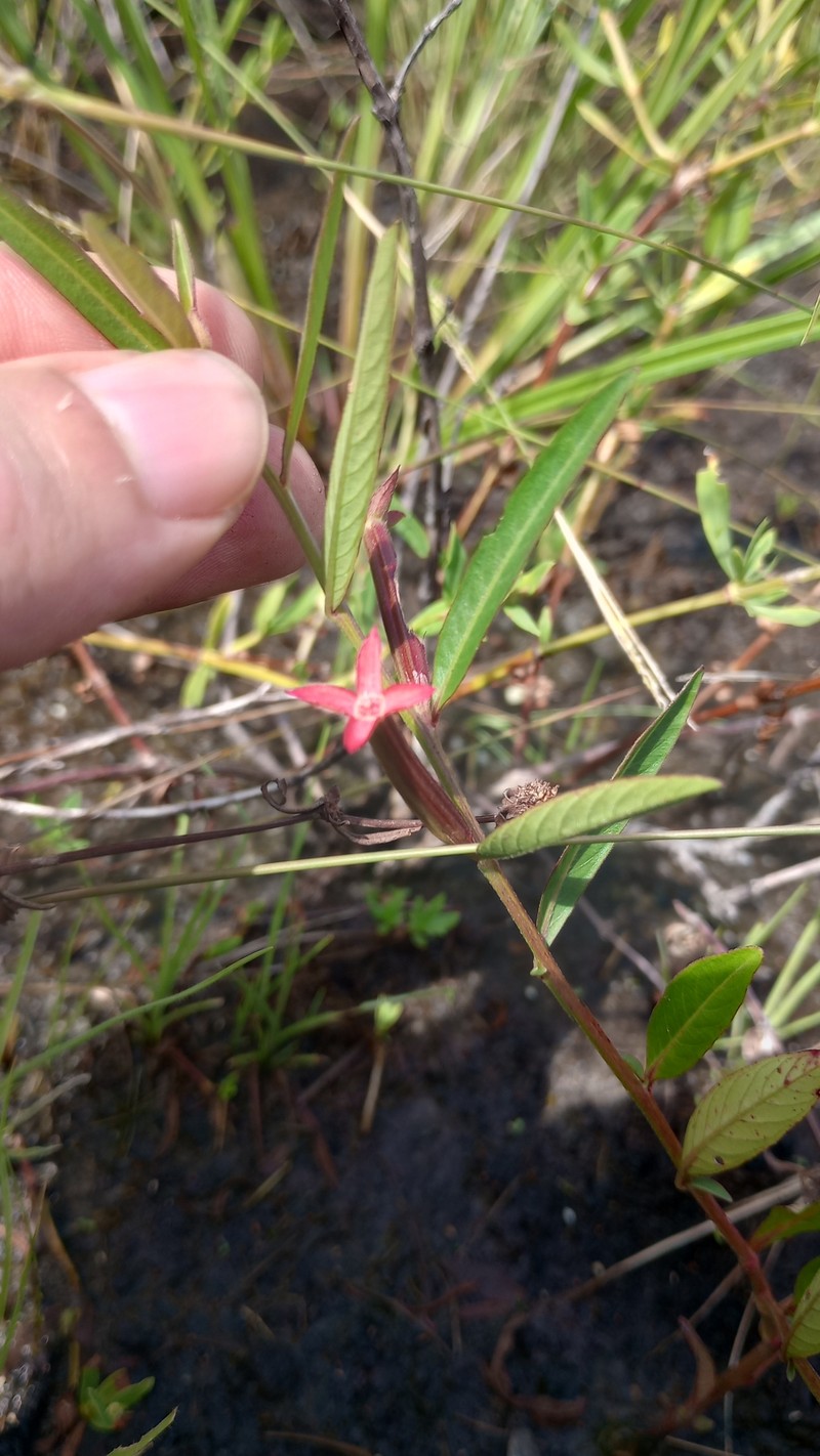 Ludwigia octovalvis subsp. octovalvis photo 7