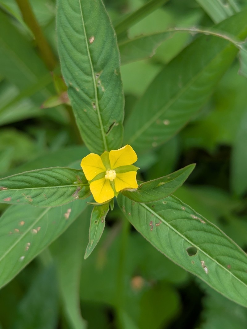 Ludwigia octovalvis subsp. octovalvis photo 8