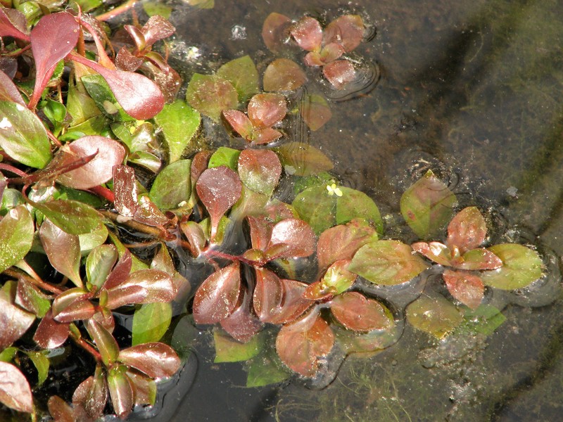 Marsh Seedbox photo 2