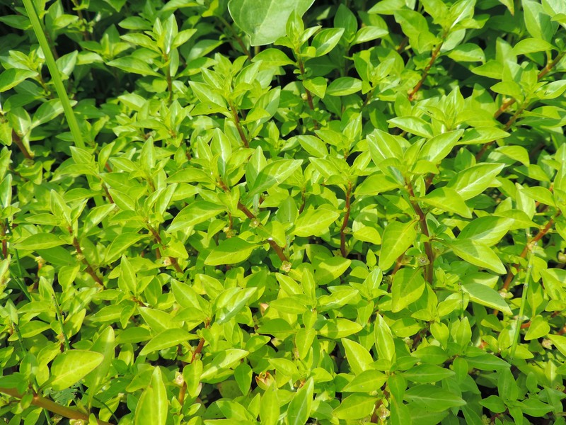 Marsh Seedbox photo 2