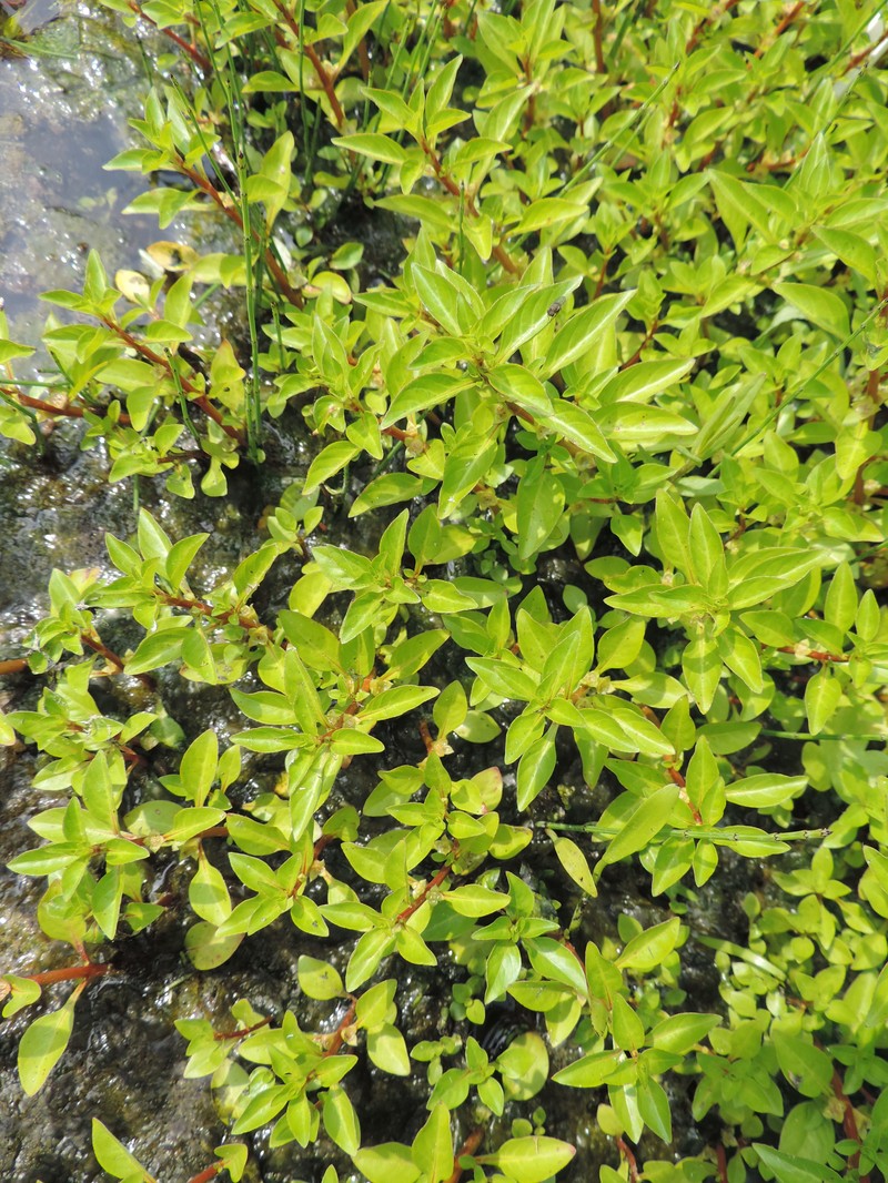 Marsh Seedbox photo 3
