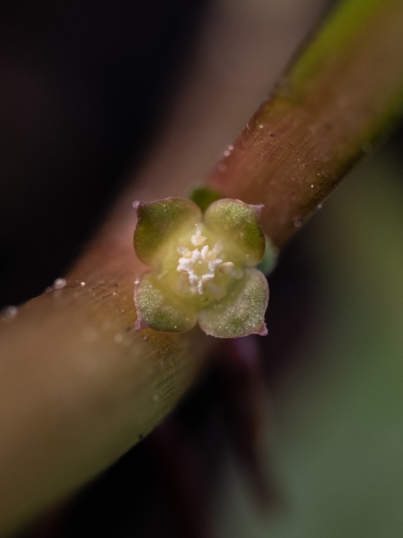 Marsh Seedbox photo 8