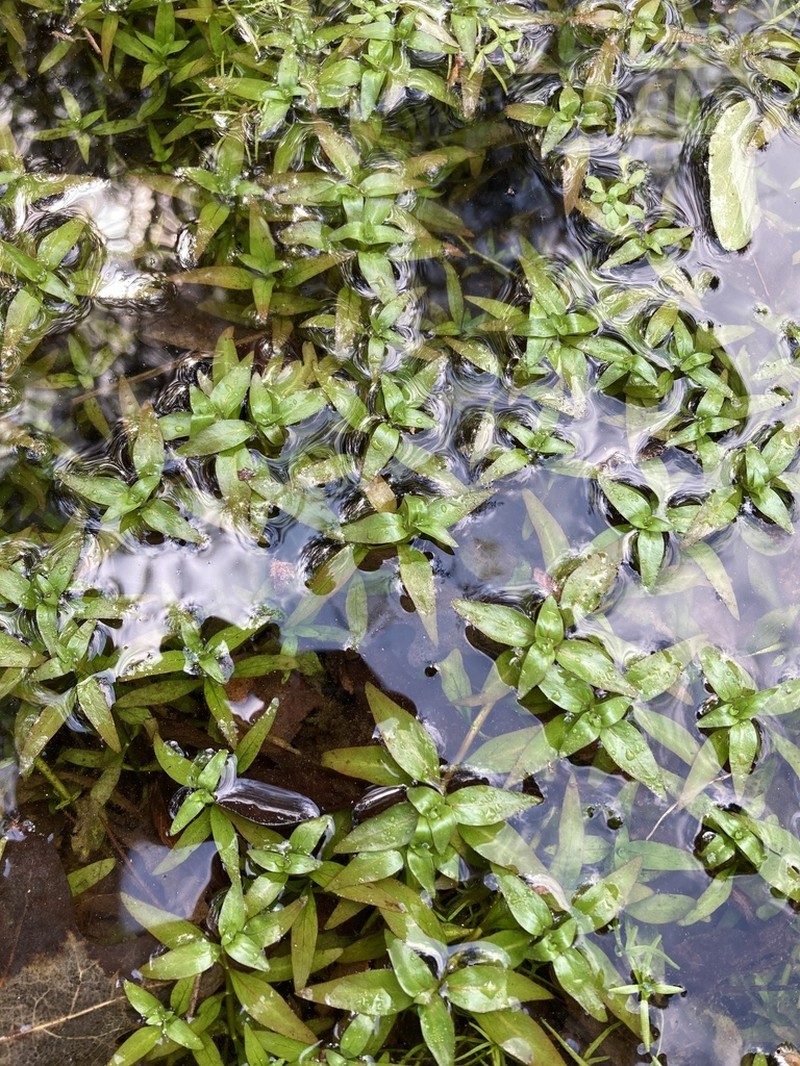Marsh Seedbox photo 6