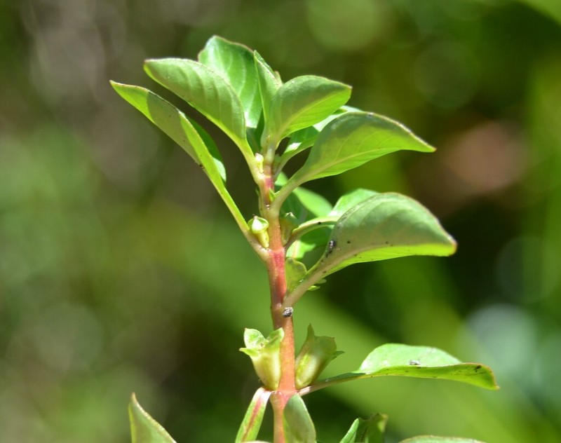 Marsh Seedbox photo 7