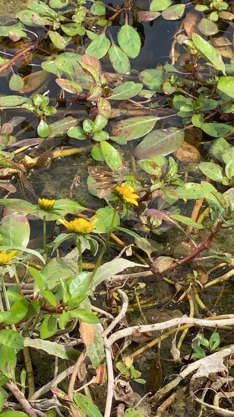 Floating Primrose-Willow photo 2