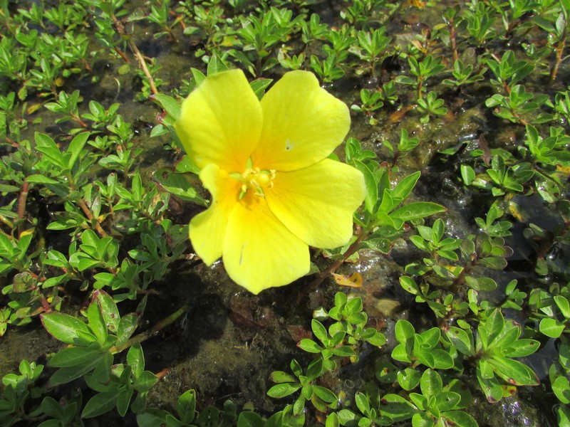 Floating Primrose-Willow photo 3