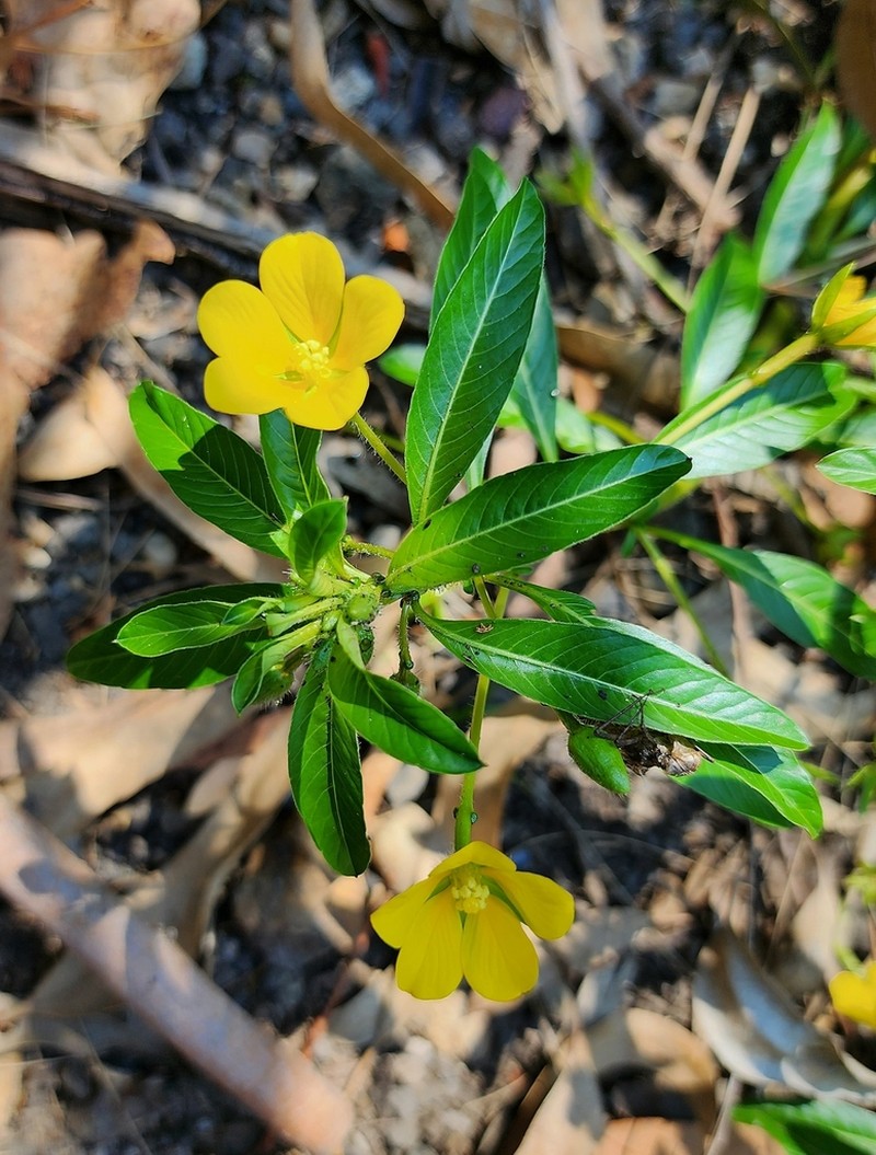 Floating Primrose-Willow photo 4