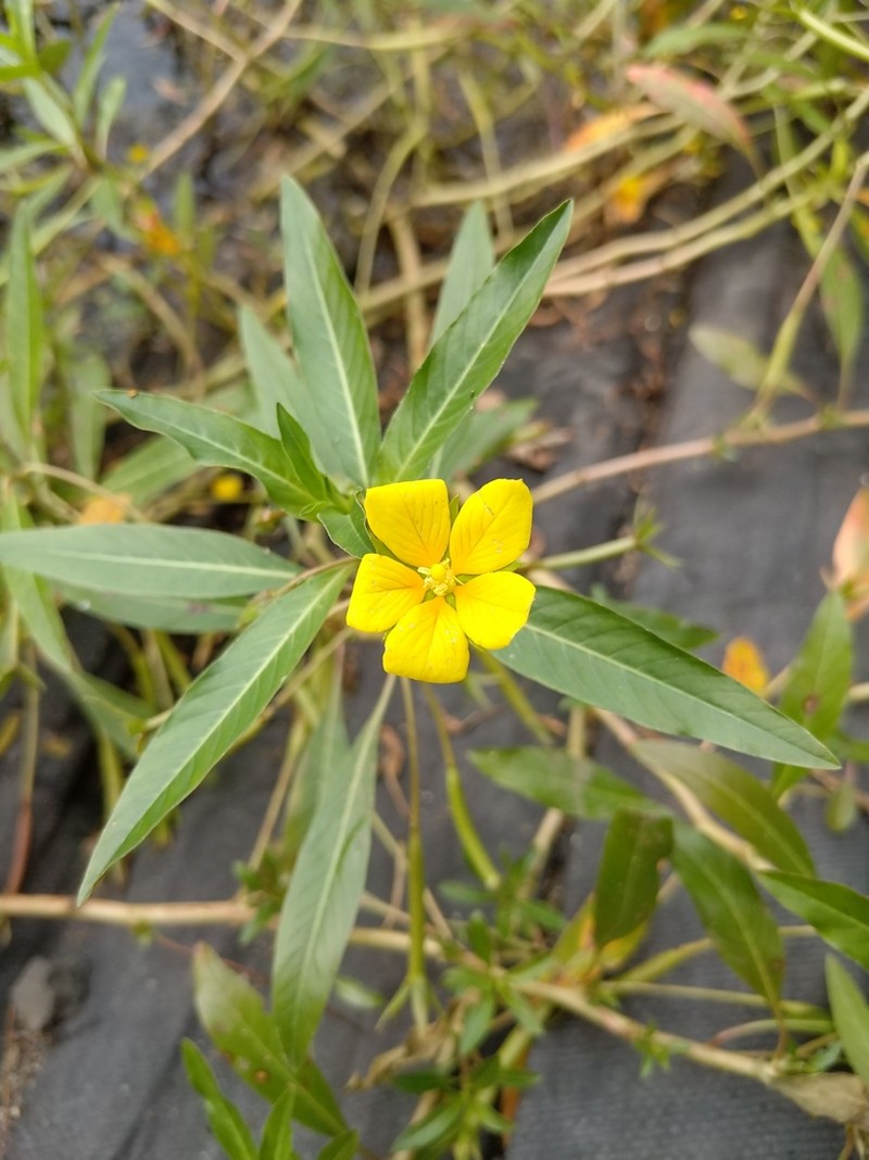Floating Primrose-Willow photo 5