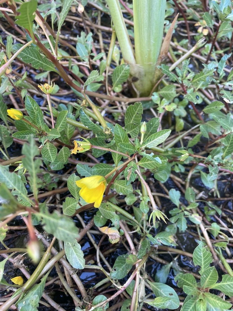 Floating Primrose-Willow photo 6