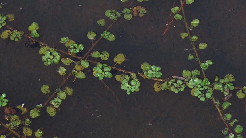 Floating Primrose-Willow photo 7