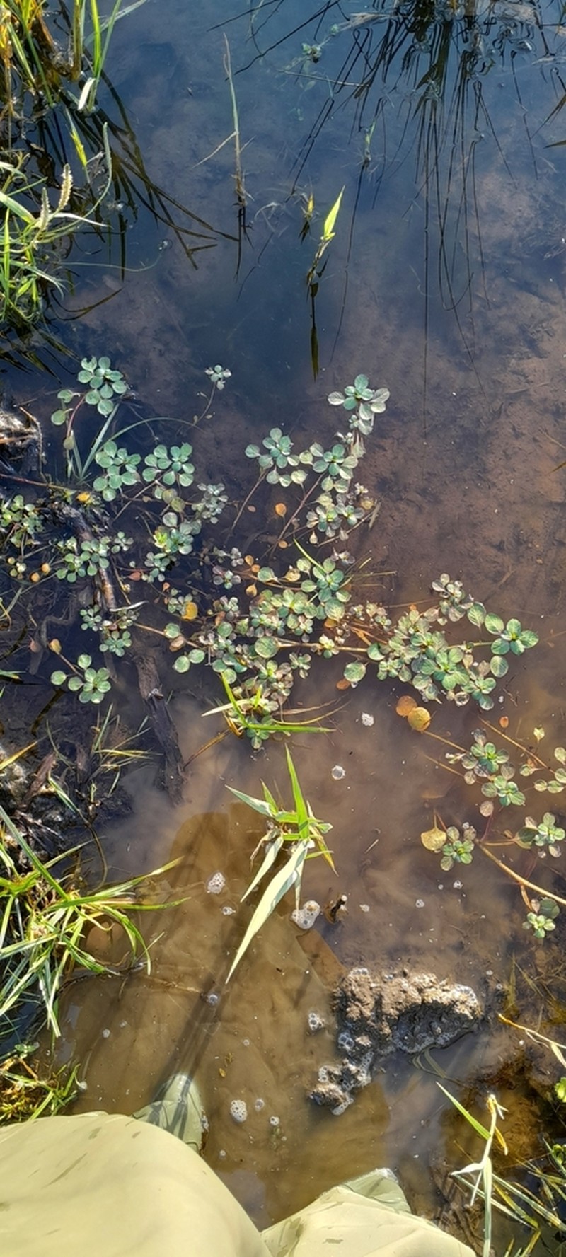 Floating Primrose-Willow photo 8
