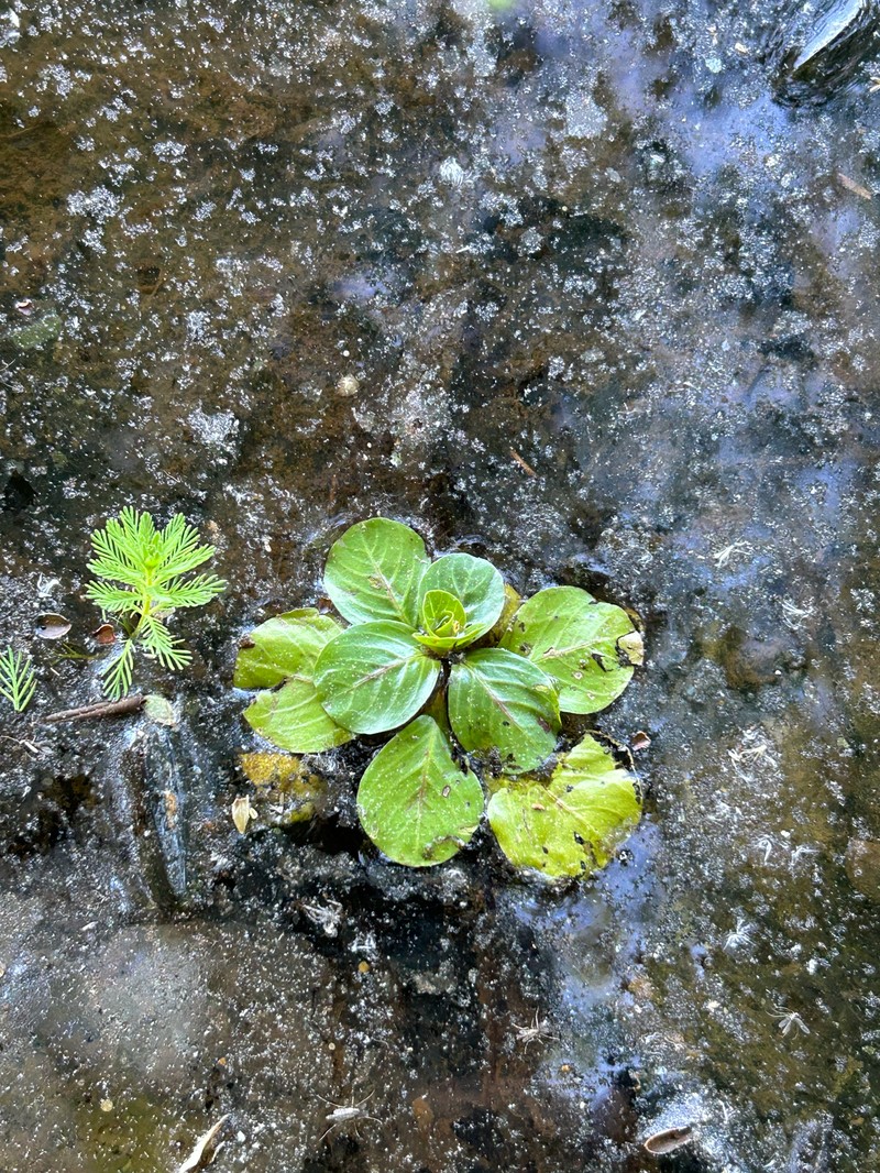 Ludwigia peploides subsp. glabrescens