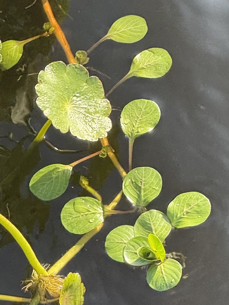 Ludwigia peploides subsp. glabrescens photo 2