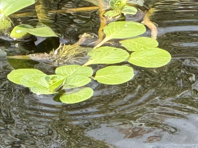 Ludwigia peploides subsp. glabrescens photo 3