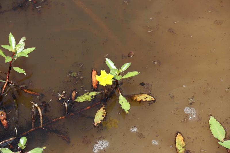 Ludwigia peploides subsp. glabrescens photo 4