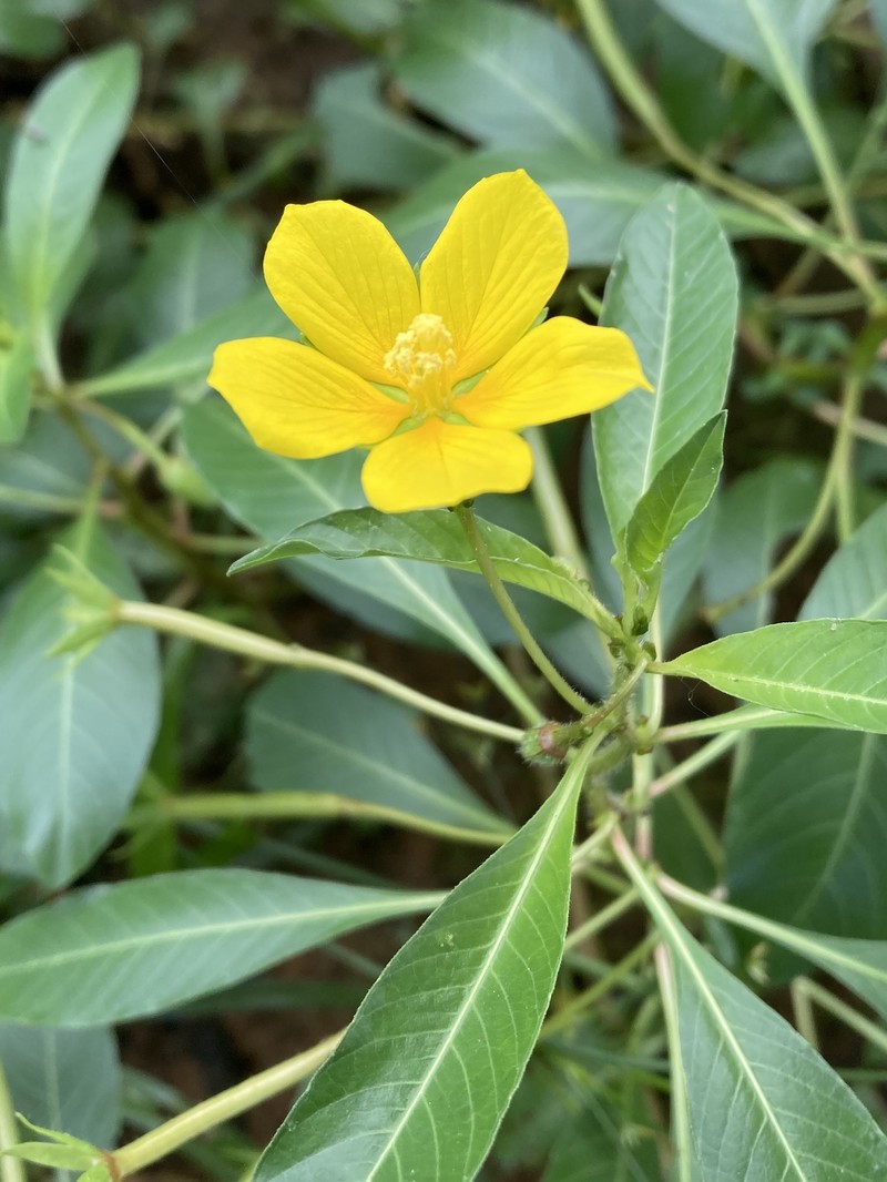 Ludwigia peploides subsp. glabrescens photo 5