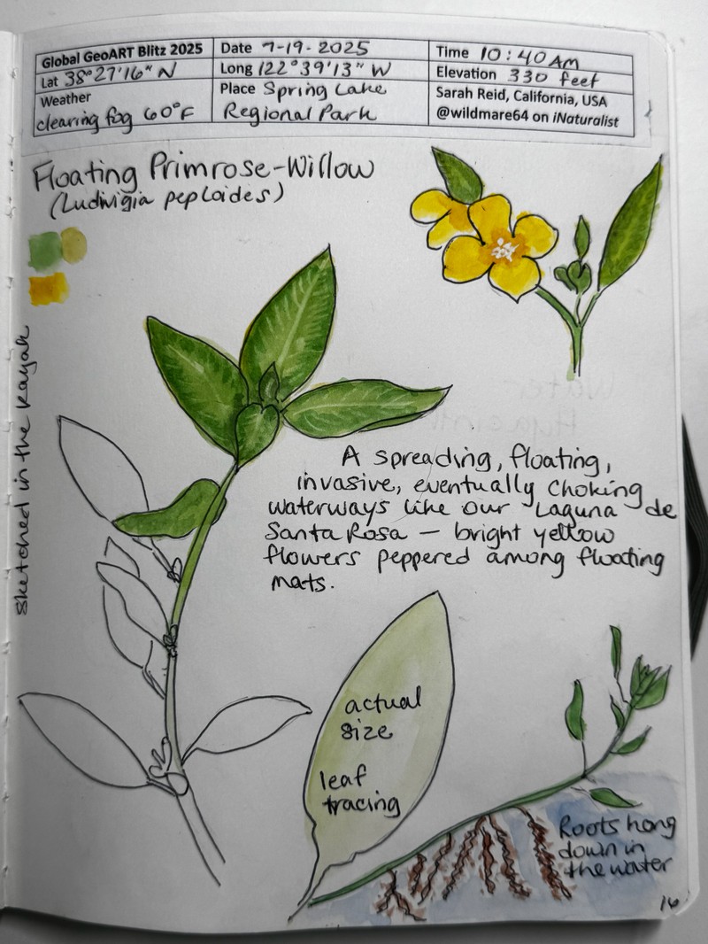 Ludwigia peploides subsp. glabrescens photo 6