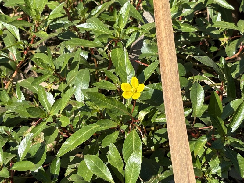 Ludwigia peploides subsp. glabrescens photo 7