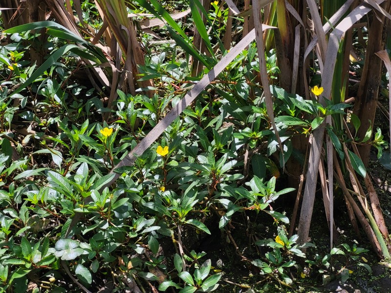 Ludwigia peploides subsp. glabrescens photo 8