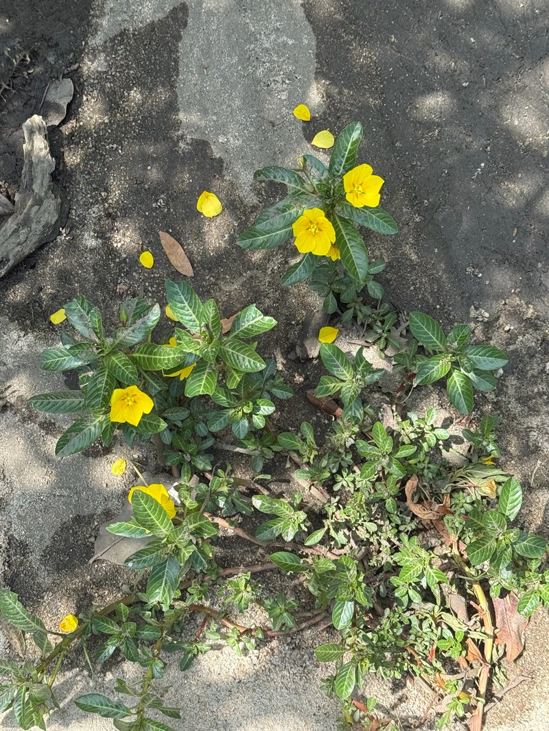 Ludwigia peploides subsp. peploides