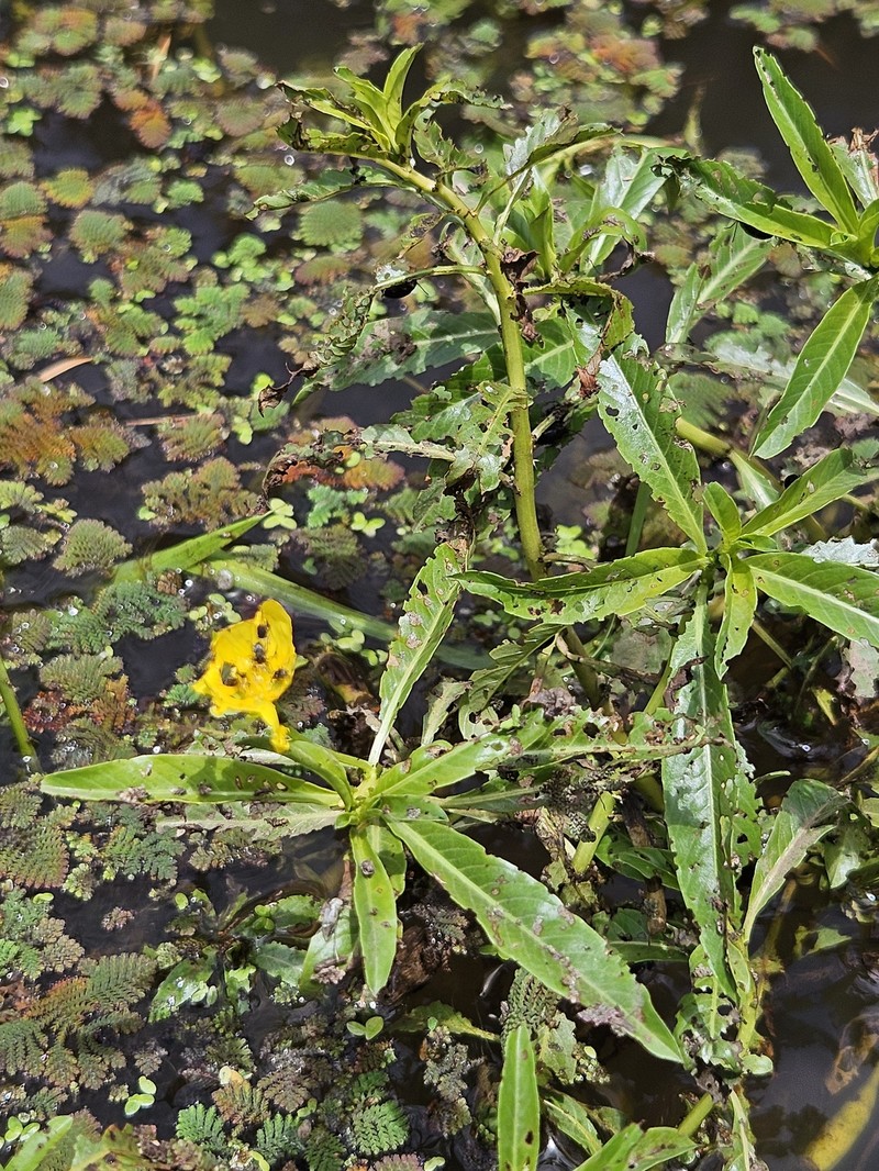 Ludwigia peploides subsp. peploides photo 2