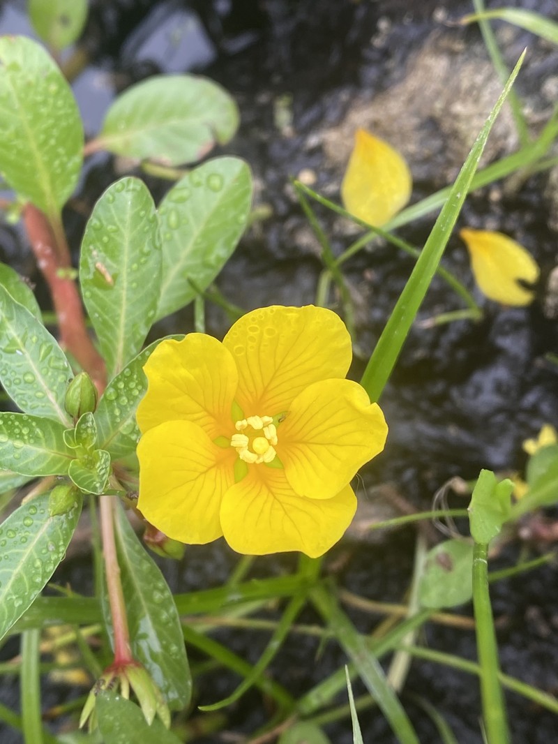 Ludwigia peploides subsp. peploides photo 3