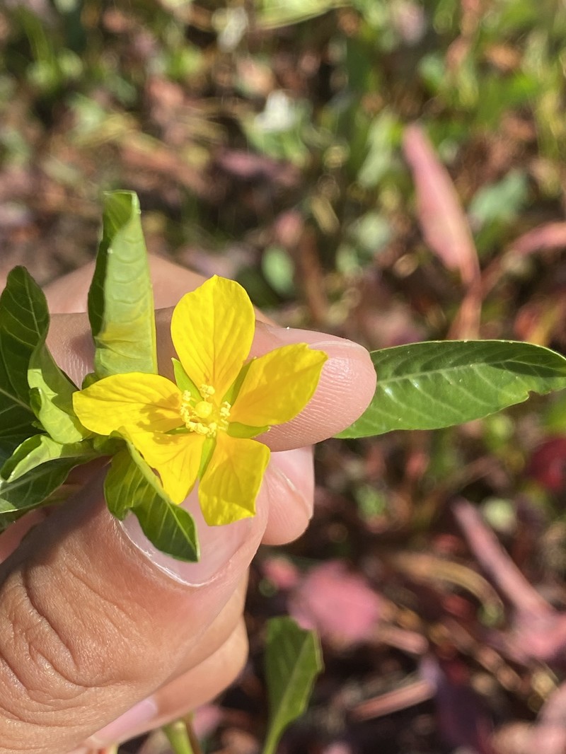 Ludwigia peploides subsp. peploides photo 4