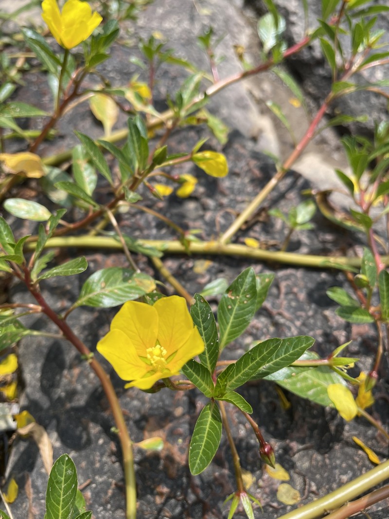 Ludwigia peploides subsp. peploides photo 5