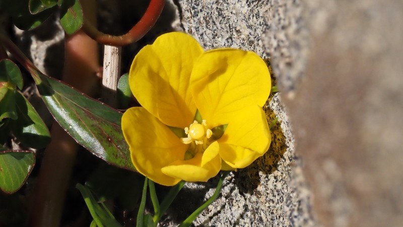 Ludwigia peploides subsp. peploides photo 6