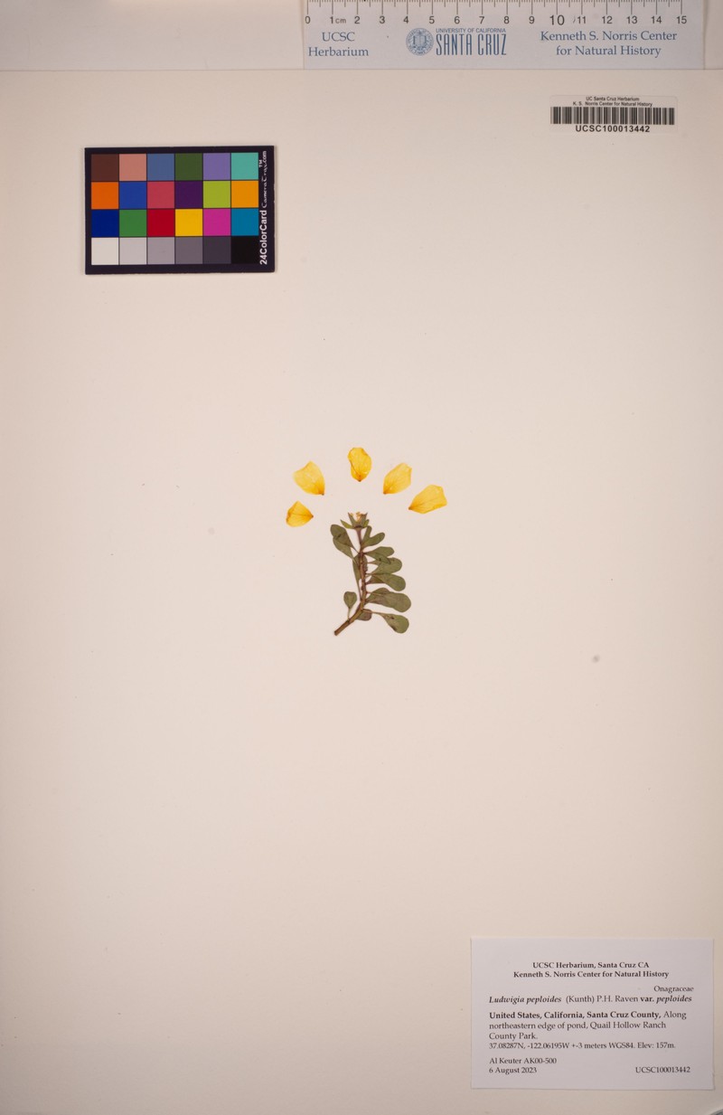 Ludwigia peploides subsp. peploides photo 7