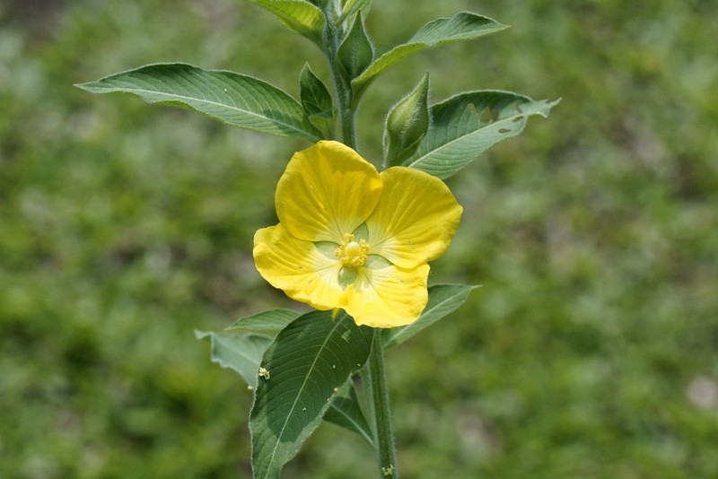 Peruvian Primrose-Willow photo 2
