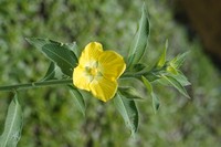 Peruvian Primrose-Willow
