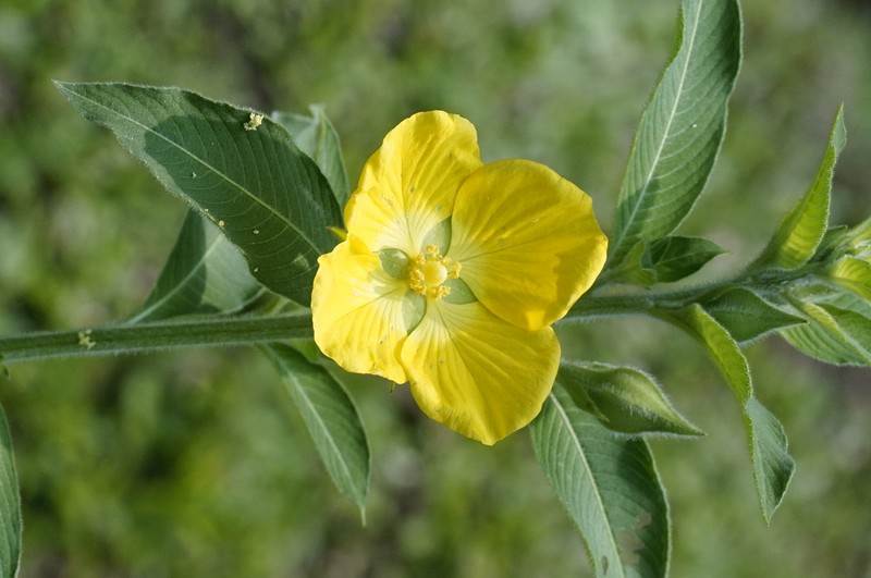 Peruvian Primrose-Willow photo 3