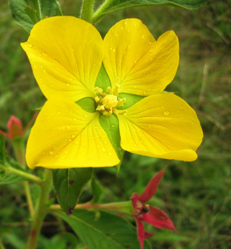 Peruvian Primrose-Willow photo 4
