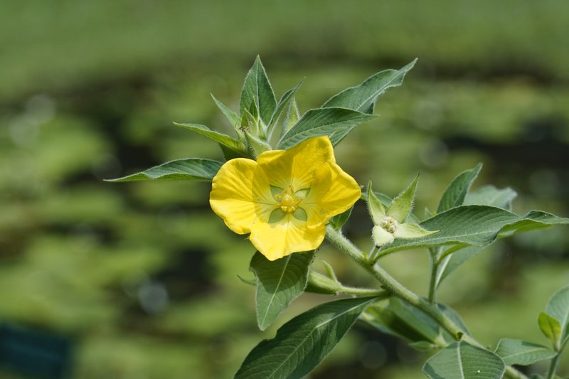 Peruvian Primrose-Willow photo 5