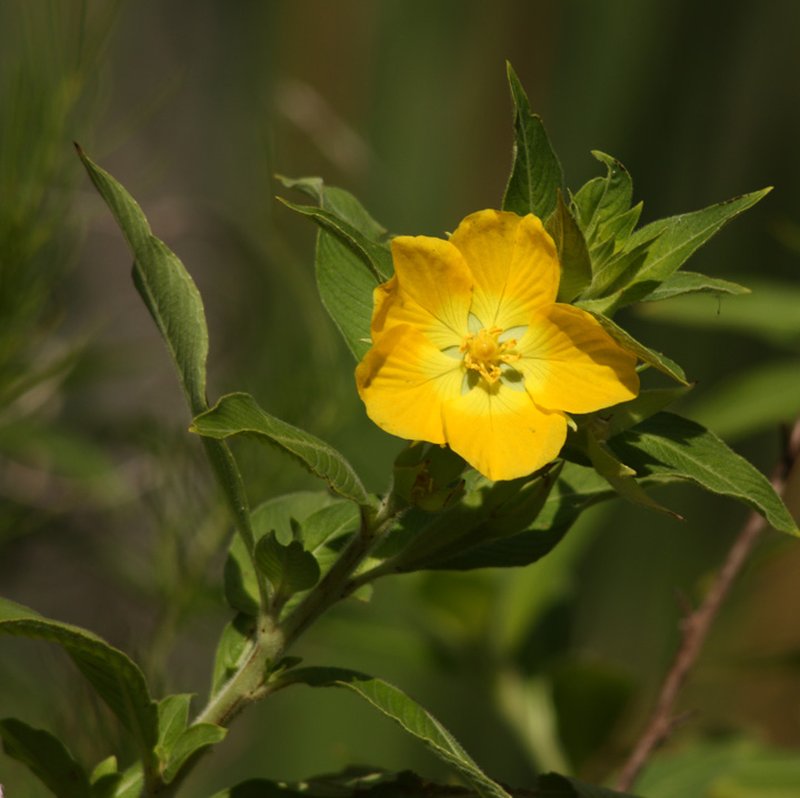Peruvian Primrose-Willow photo 6