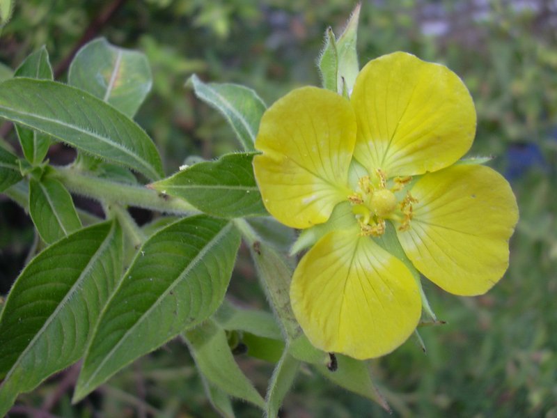 Peruvian Primrose-Willow photo 8