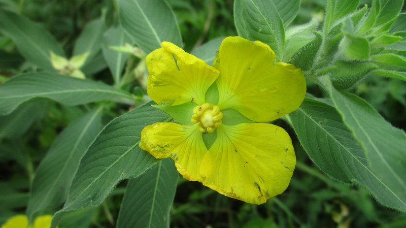 Peruvian Primrose-Willow photo 9