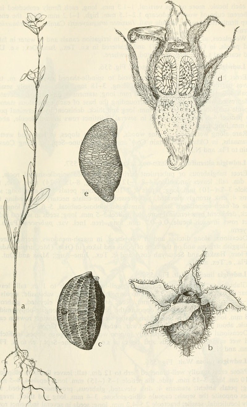 Hairy Primrose-Willow