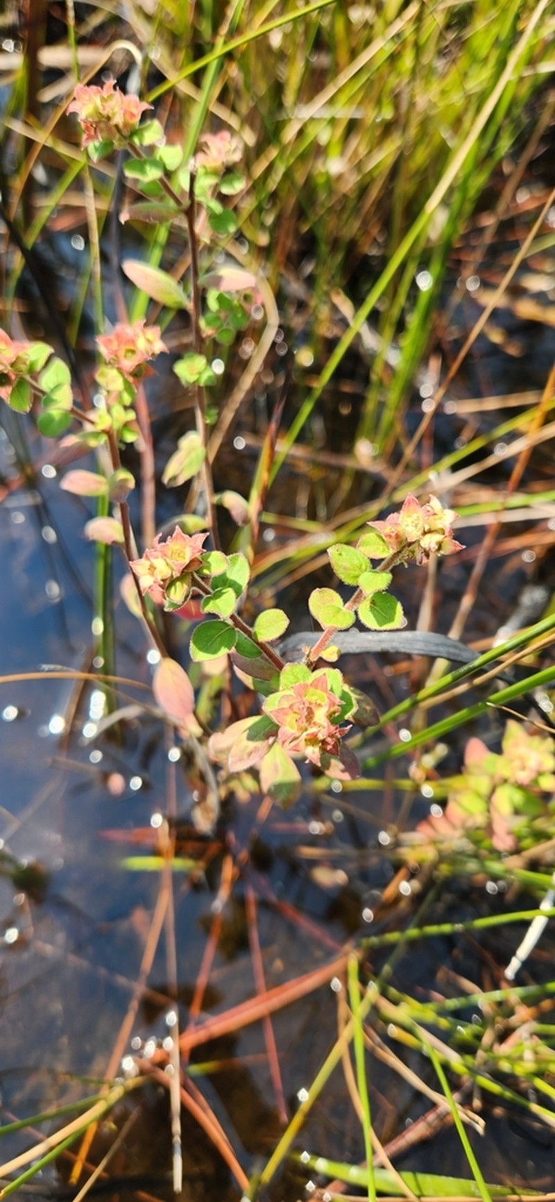 Hairy Primrose-Willow photo 4