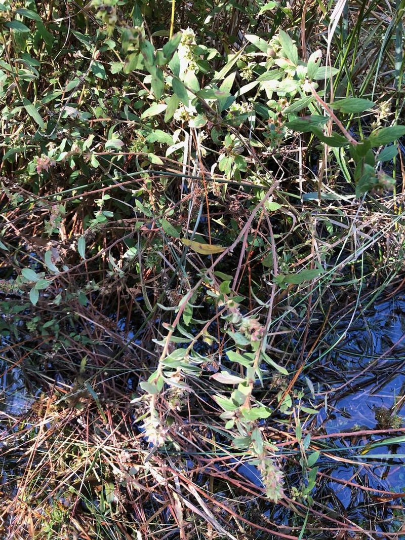 Hairy Primrose-Willow photo 8