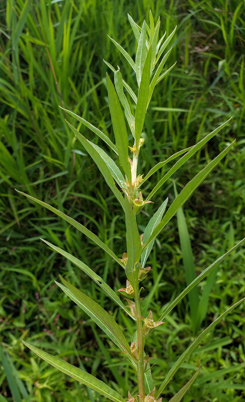 Manyfruit Primrose-Willow photo 2