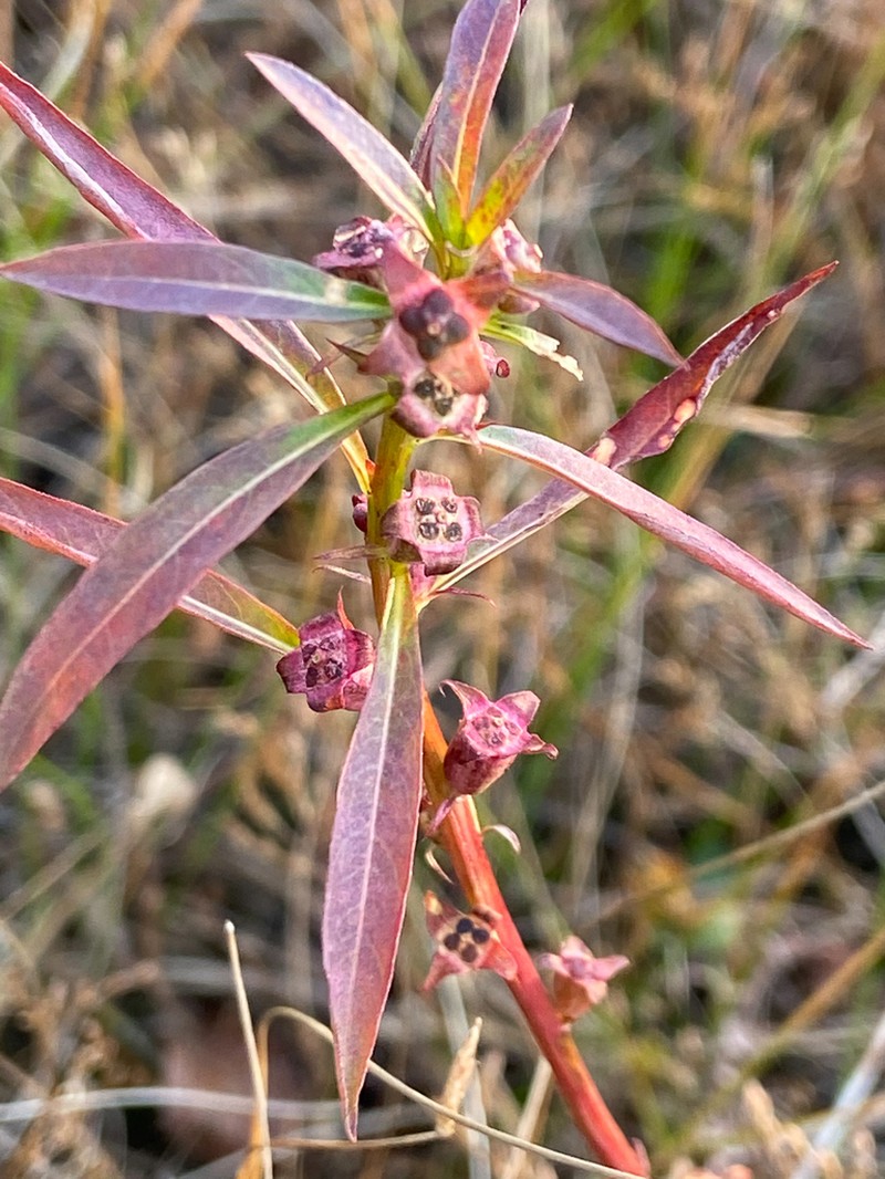 Manyfruit Primrose-Willow photo 5