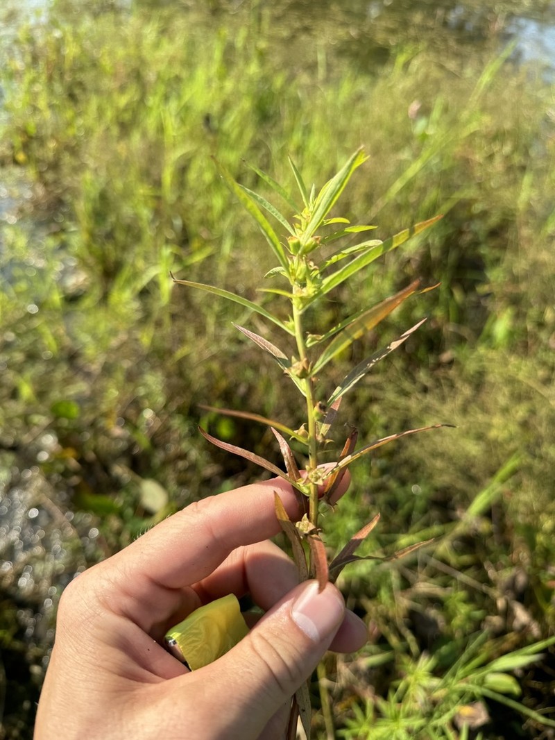 Manyfruit Primrose-Willow photo 6