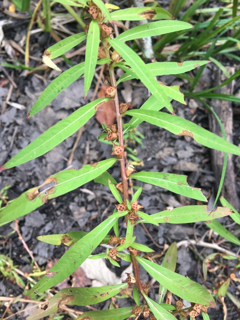 Manyfruit Primrose-Willow photo 7