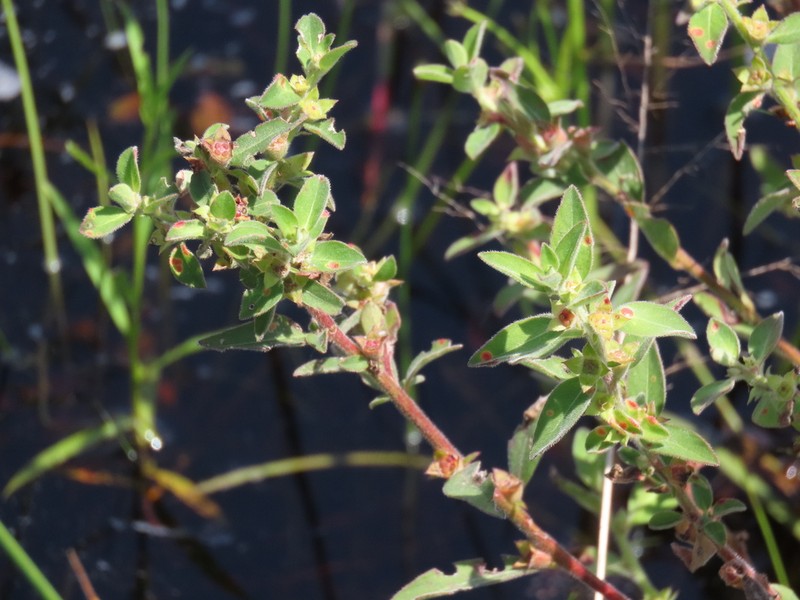 Raven's Primrose-Willow
