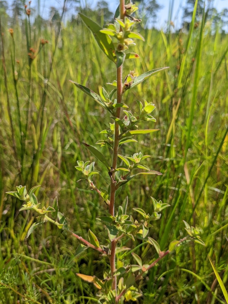 Raven's Primrose-Willow photo 2