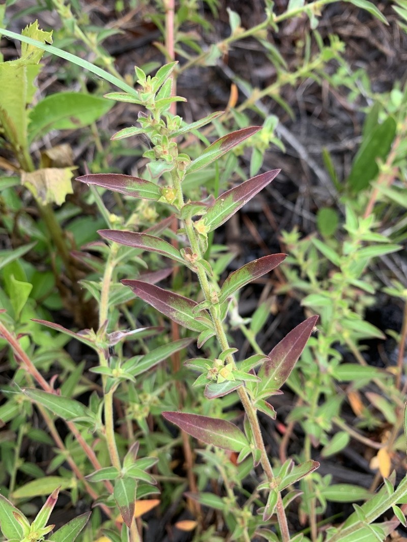 Raven's Primrose-Willow photo 3