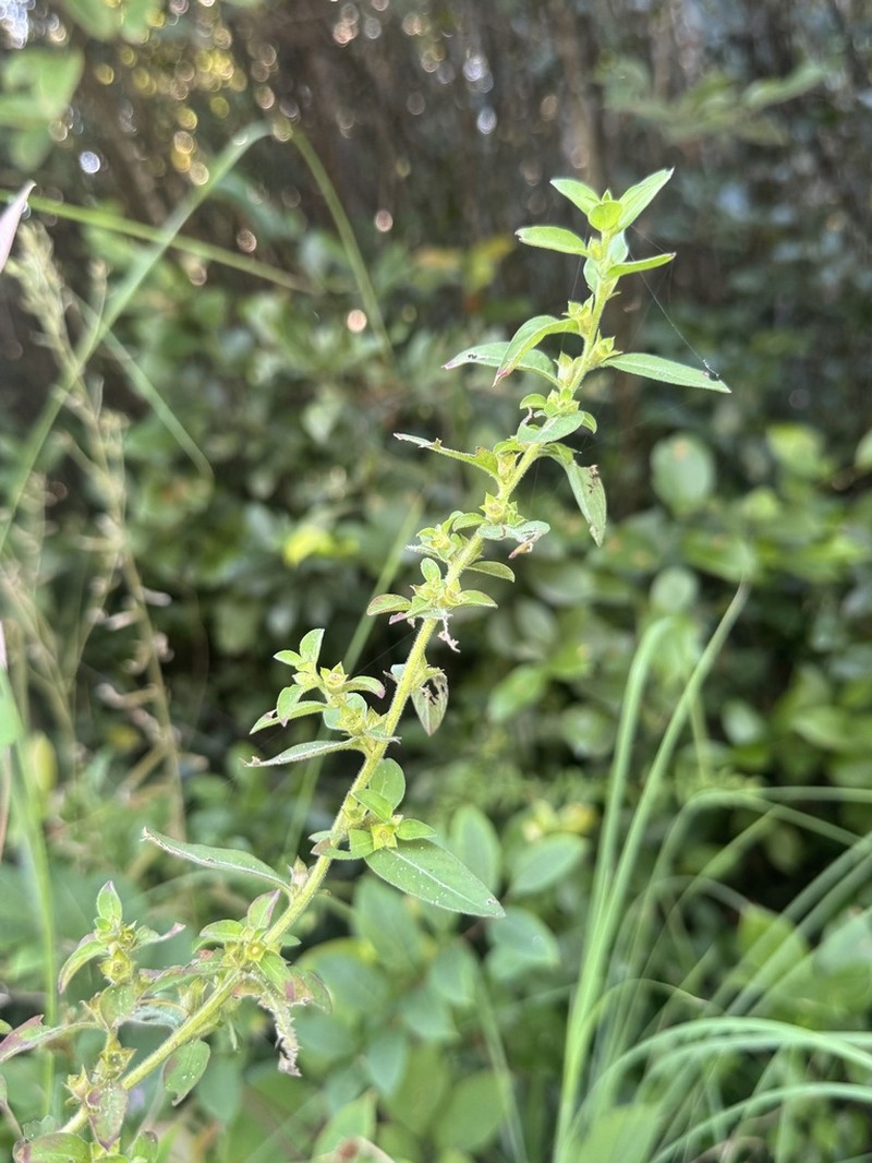 Raven's Primrose-Willow photo 5